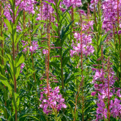 epilobium-angustifolium_1591105105 Epilobium angustifolium
