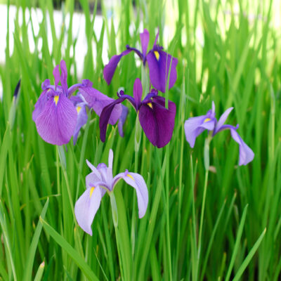iris-ensata_1591105663 Iris ensata