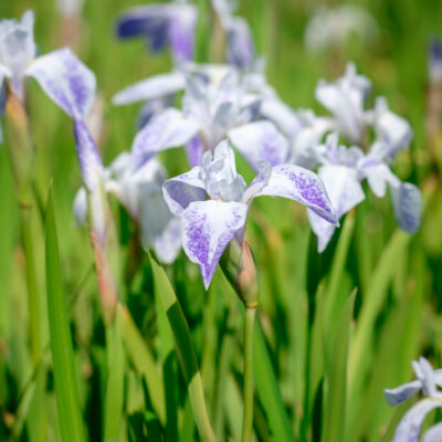 iris-laevigata-mottled-beauty_1591105712 Iris laevigata Mottled Beauty