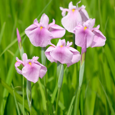 iris-laevigata-rose-queen_1591105723 Iris laevigata Rose Queen