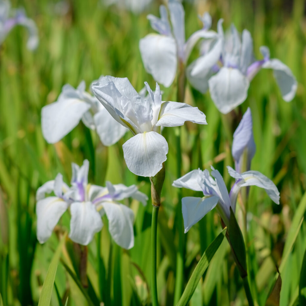 iris-laevigata-snowdrift-vijverplanten-online