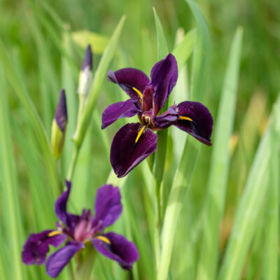 iris-louisiana-black-gamecock_1591105761 Iris louisiana Black Gamecock