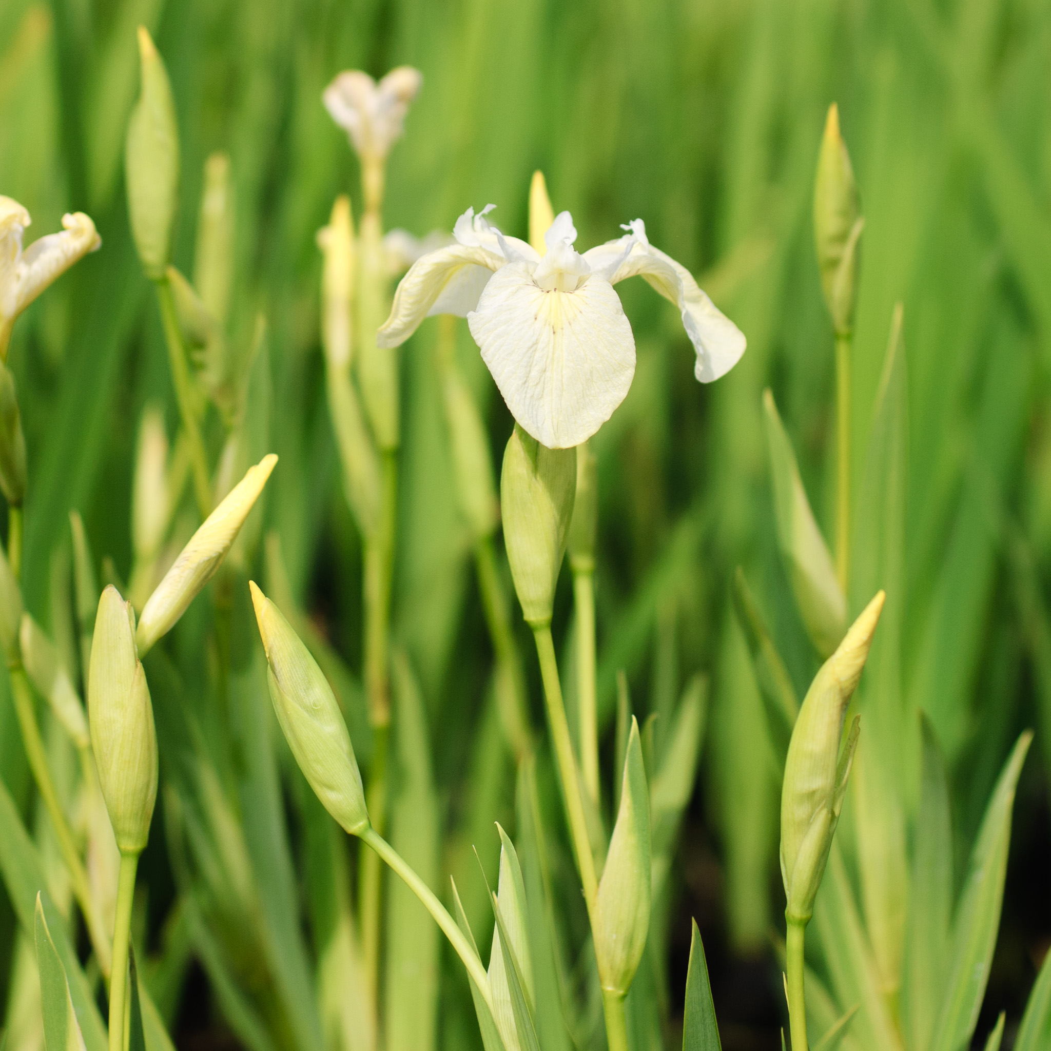 iris-pseudacorus-alba-vijverplanten-online