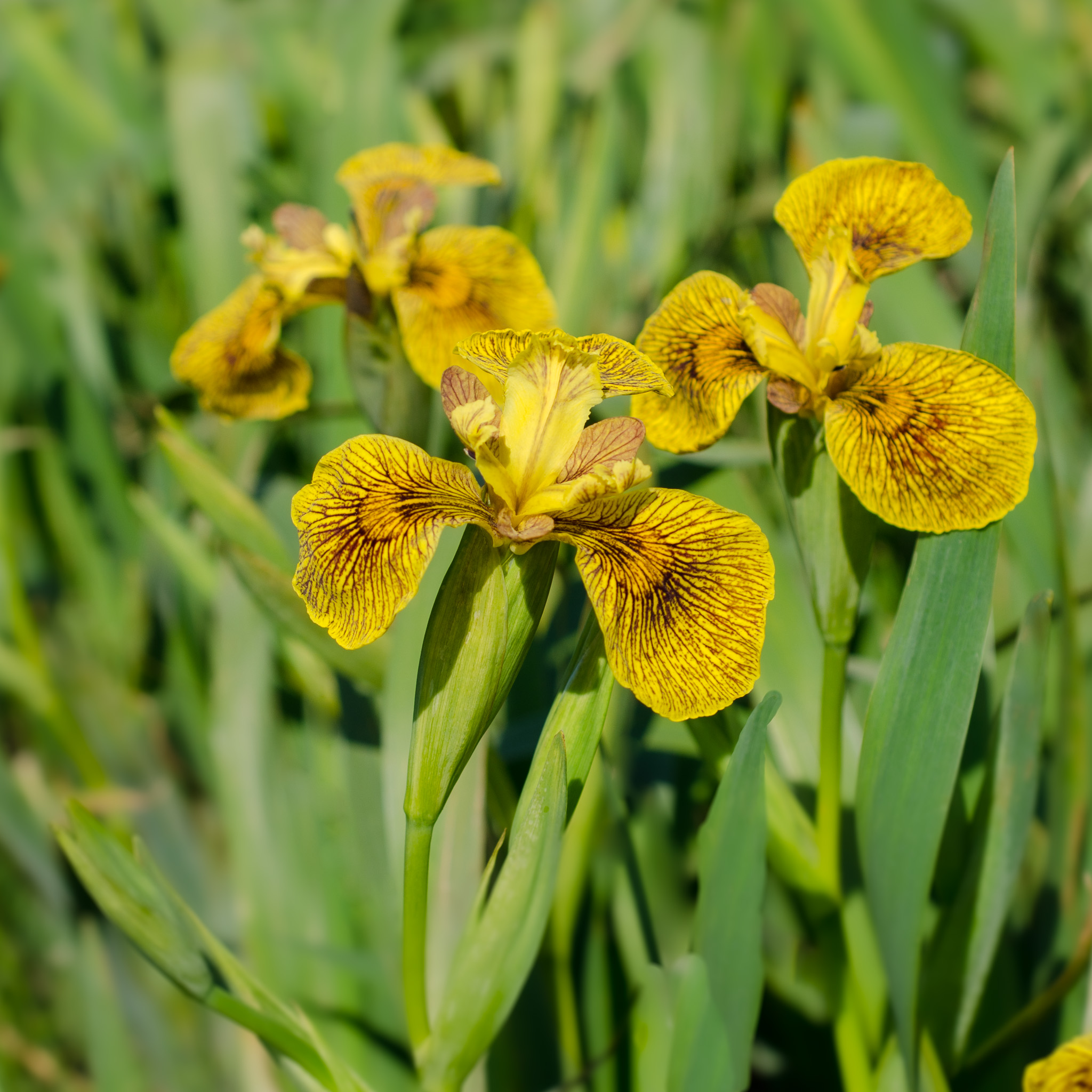 iris-pseudacorus-berlin-tiger-vijverplanten-online