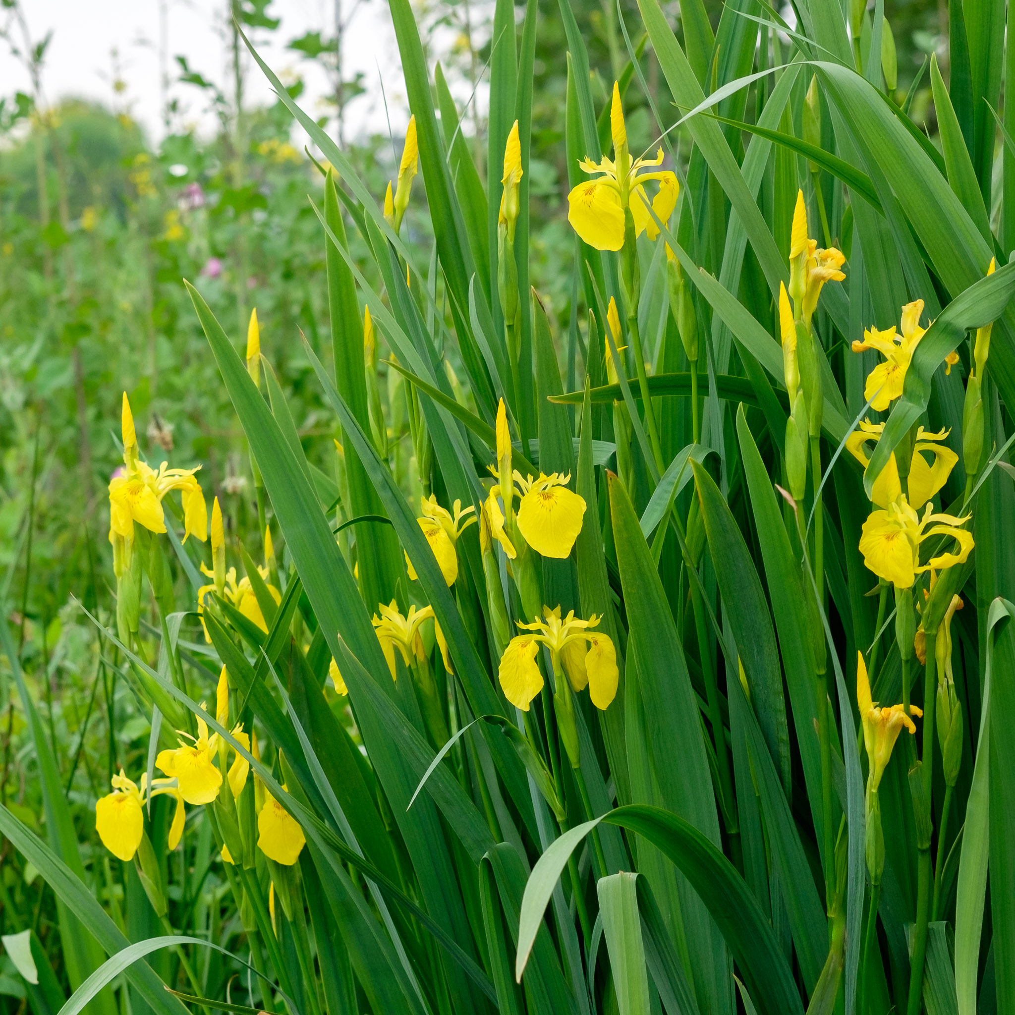 iris-pseudacorus-vijverplanten-online