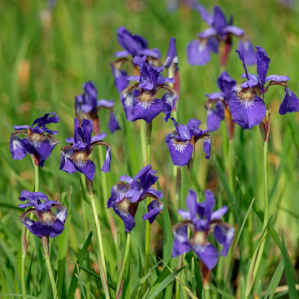 iris-sibirica-vijverplanten-online