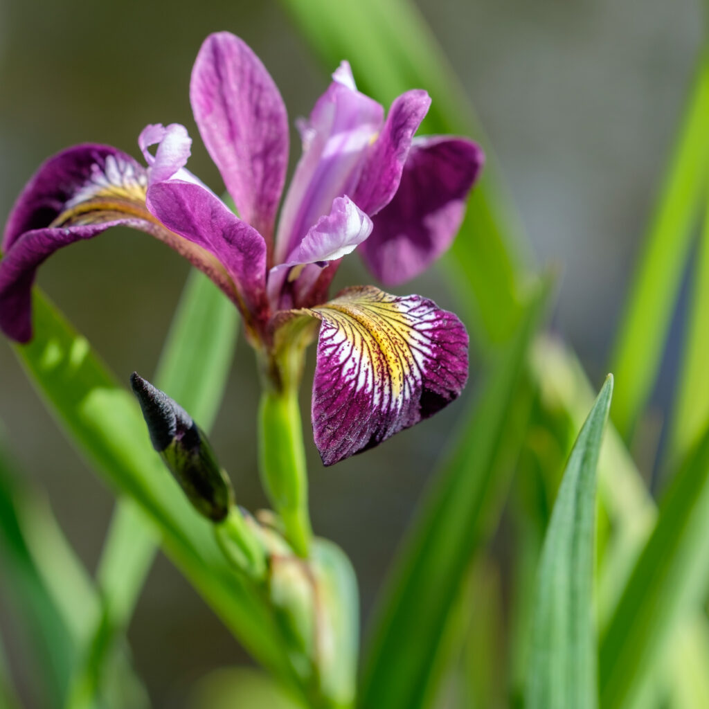 iris-versicolor-kermesina-vijverplanten-online