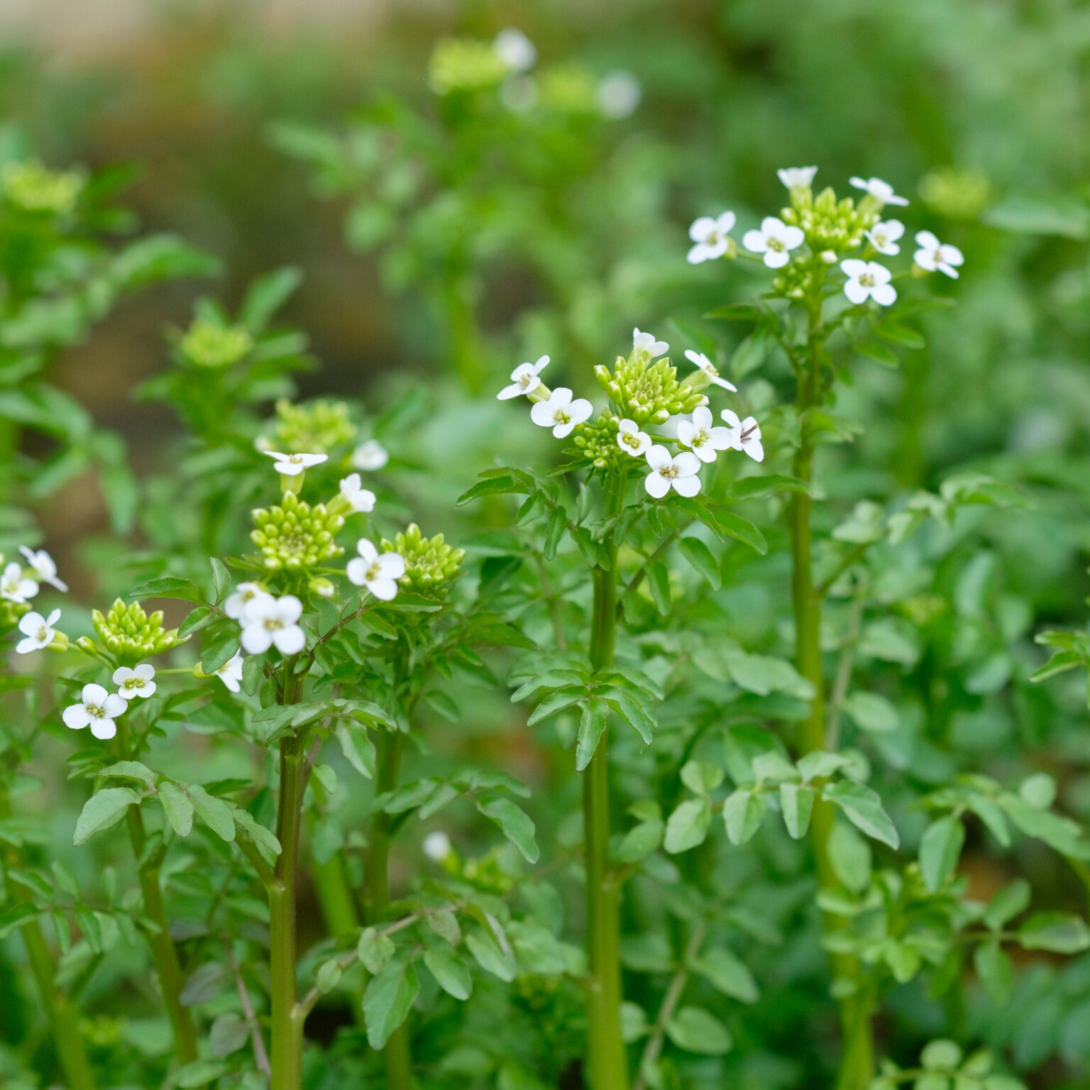 Nasturtium officinale - Vijverplanten online