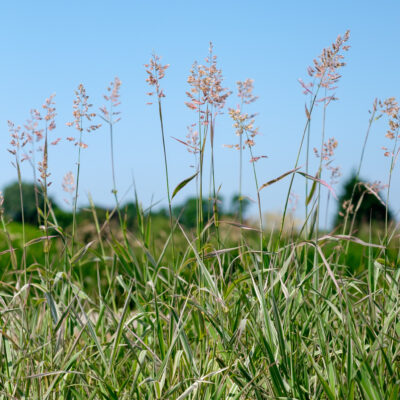 phalaris-arundinacea-picta_1591108433 Phalaris arundinacea Picta