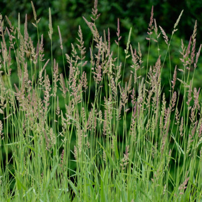 phalaris-arundinacea_1591108420 Phalaris arundinacea