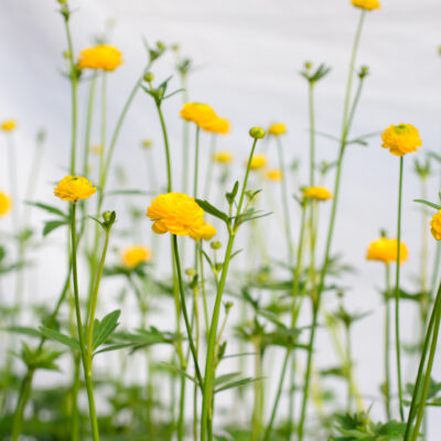 ranunculus-acris-multiplex_1591108931 Ranunculus acris Multiplex