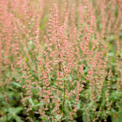 rumex-sanguineus_1591109280 Rumex sanguineus