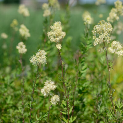 thalictrum-flavum_1591110465 Thalictrum flavum