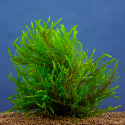 Fontinalis antipyretica