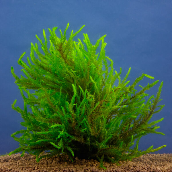 Fontinalis antipyretica-4561 Fontinalis antipyretica